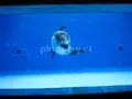 新江ノ島水族館の写真_84108