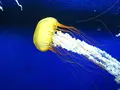 新江ノ島水族館の写真_84109