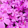 羊山公園の写真_84449