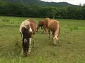 十勝千年の森の写真_84480
