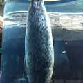 旭川市 旭山動物園の写真_84492