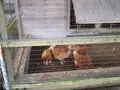 北坂養鶏場の写真_84528