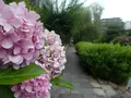 伏見十石舟の写真_84682