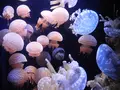 鴨川シーワールドの写真_84913
