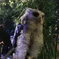 ふくろうカフェ アウルの森の写真_85631