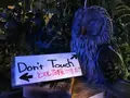 ふくろうカフェ アウルの森の写真_85632
