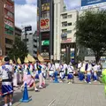 高円寺阿波踊りの写真_86478