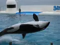 鴨川シーワールドの写真_86500
