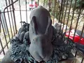 三尾神社の写真_87298