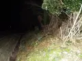 シガイの森の写真_87312
