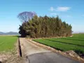 シガイの森の写真_87316