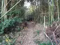 シガイの森の写真_87317