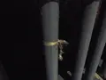 琵琶湖大橋の写真_87322