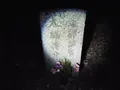 シガイの森の写真_87339