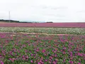 観光農園花ひろばの写真_87437