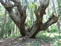 ２１世紀の森の写真_87476