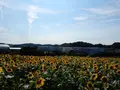 観光農園花ひろばの写真_87670