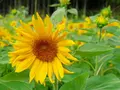 たんとう花公園の写真_88306
