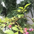 ログロード代官山の写真_88602