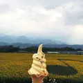 明野のひまわり畑の写真_88893