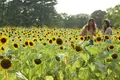 万博記念公園の写真_88948