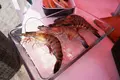 逗子海水浴場の写真_89290