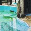 上野動物園の写真_89307