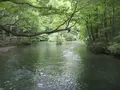 奥入瀬渓流　　の写真_90649