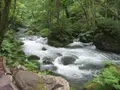 奥入瀬渓流　　の写真_90650