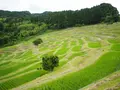 大山千枚田の写真_91226
