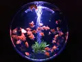 【閉業】アートアクアリウムの写真_91577
