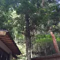 多鳩神社の写真_92385