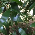 多鳩神社の写真_92386