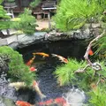 春花園の写真_92564