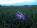 入道崎の写真_92654