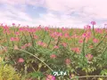かんのファームの写真_93025