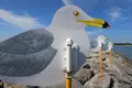 佐久島観光協会の写真_93181