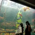葛西臨海水族園の写真_93943
