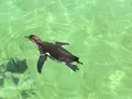 葛西臨海水族園の写真_93944