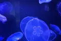 すみだ水族館の写真_94017