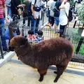 神戸どうぶつ王国の写真_94359