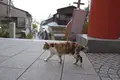 弁財天仲見世通りの写真_96242