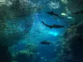 新江ノ島水族館の写真_96254