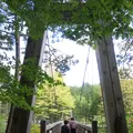 赤沢自然休養林の写真_96474