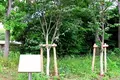 大阪城豊國神社の写真_96638
