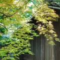 哲学堂公園の写真_97896
