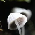 赤倉神社の写真_97919