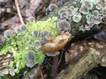 大江小学校の写真_97928