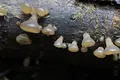 手尾の山奥の写真_97937