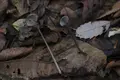 手尾の山奥の写真_97940